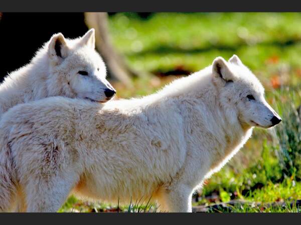 Deux loups blancs du parc de Sainte-Croix, en Moselle (France).