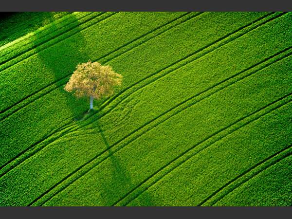 Un arbre solitaire au milieu d'un champ, à Guérande, en Loire-Atlantique.