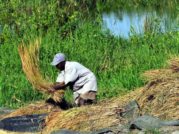 Un paysan égraine le riz en bord de route.