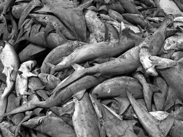 Requins morts à Palolem, Goa, Inde