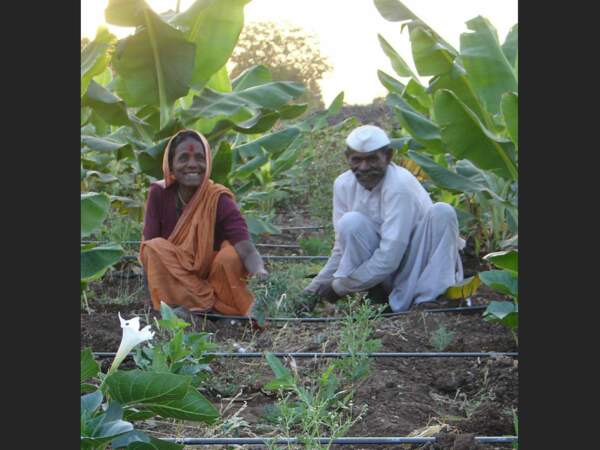 En Inde, Eknath et sa femme montrent leur système de goutte-à-goutte dans leur plantation de bananes.