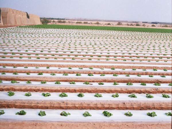 Surfaces agricoles dans le moshav Ein Yahav, en Israël