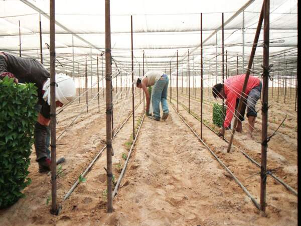 Travailleurs agricoles sous une serre du moshav Ein Yahav, en Israël