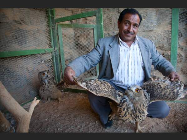 Ce hibou grand-duc a été soigné au centre vétérinaire de Badia, en Jordanie.
