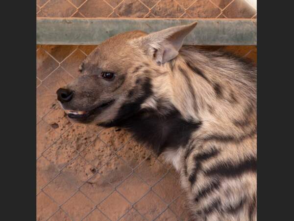 La hyène est très convoitée en Jordanie et dans les pays du Golfe pour sa chair et pour la pratique de la magie noire.