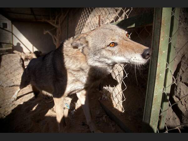 Ce loup apprivoisé vit au Centre de Badia pour une éducation écologique, en Jordanie.