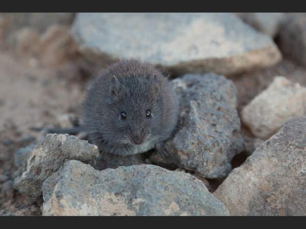 La souris épineuse noire se camoufle dans les roches de Jordanie grâce à son pelage.
