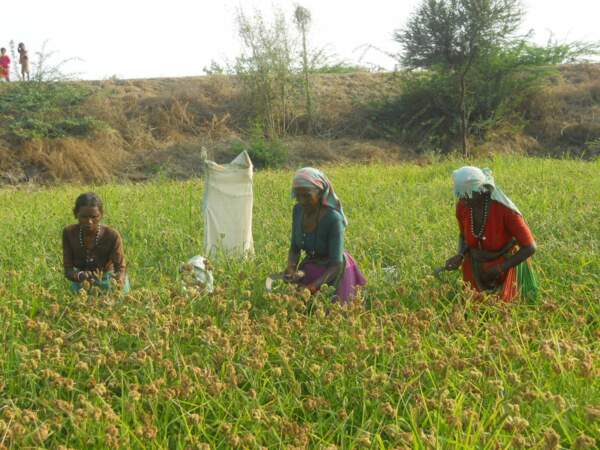 Des femmes cultivent du mil Eleusine à Addakal Mandal, Andhra Pradesh, en Inde