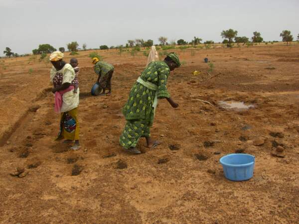Des femmes sèment des graines d'okra dans des cuvettes, dans le district du Dosso, au Niger