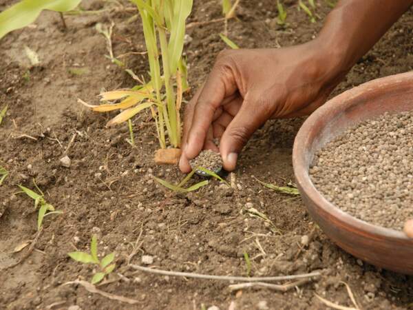Application d'une micro-dose d'engrais au pied d'une plante, dans le district du Dosso, au Niger