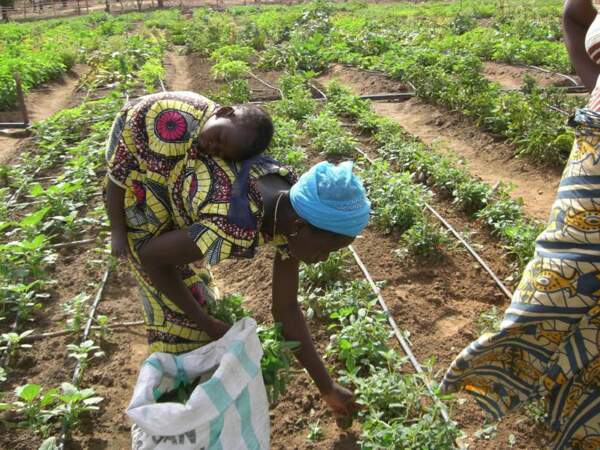 Une femme travaille dans un Jardin potager africain au Bénin