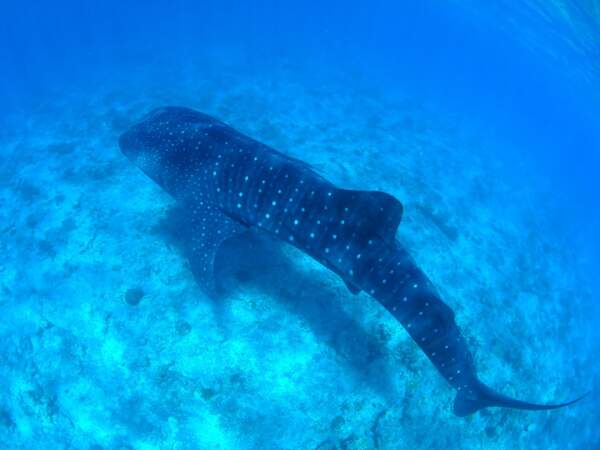 Requin baleine, Maldives