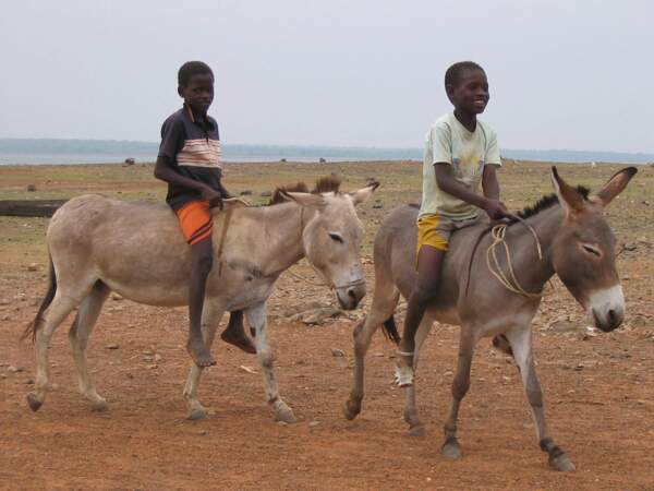 Des enfants se promènent à dos d'ânes, au Mali. 
