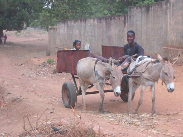 Des ânes chétifs acheminent la récolte jusqu'au marché de Kati, au Mali. 