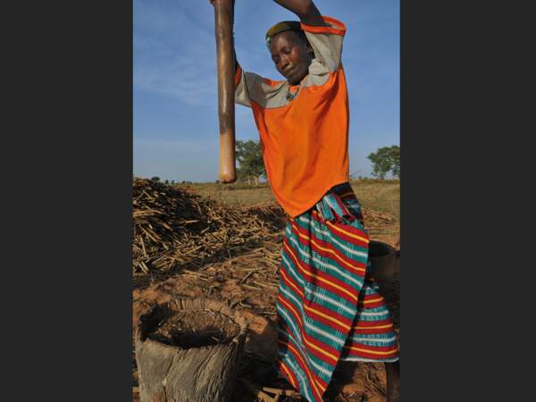 Récolte du mil dans un village peul, au Mali