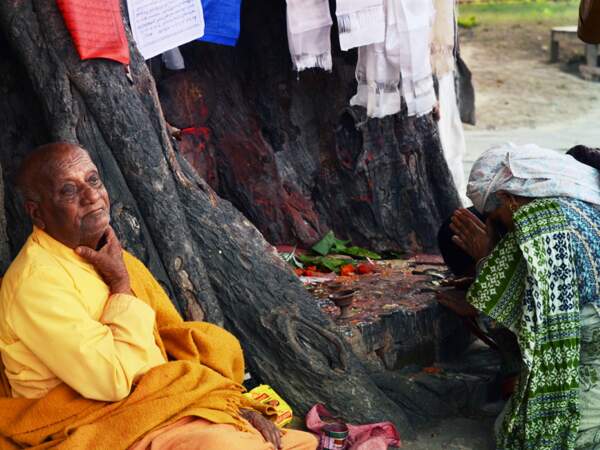 L’arbre de Bouddha, à Lumbinî, au Népal