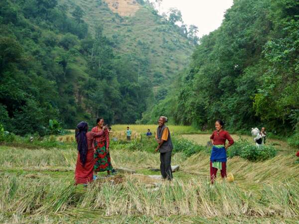 Des femmes récoltent du riz en compagnie d'un chaman, à Thulo Gaon, au Népal