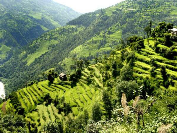Les habitations de Chepté, au Népal, sont entourées de cultures en terrasses.