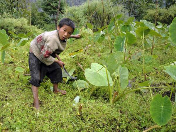 Arrachage des mauvaises herbes au Népal