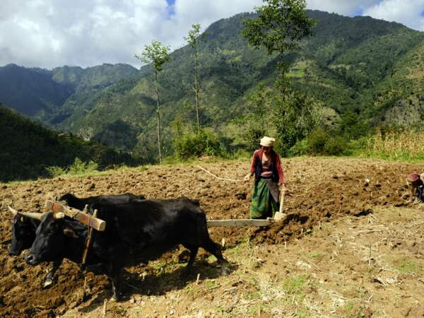 Tsoty laboure une parcelle à Chepté, au Népal