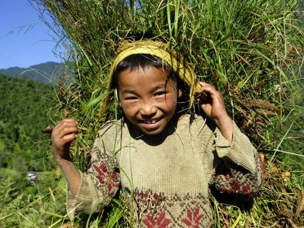 Ngima porte un chargement de feuillages, au Népal