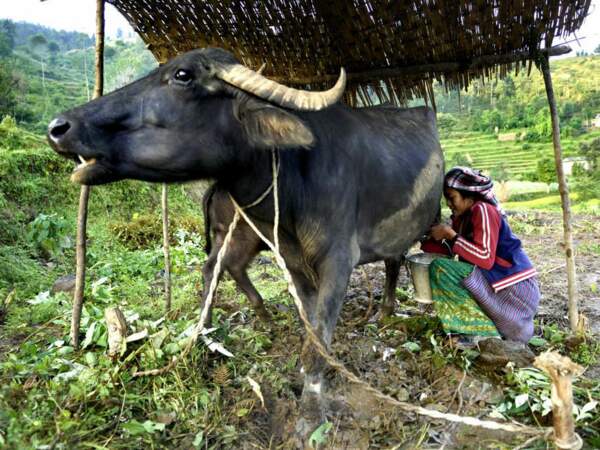 Traite de la bufflonne, au Népal