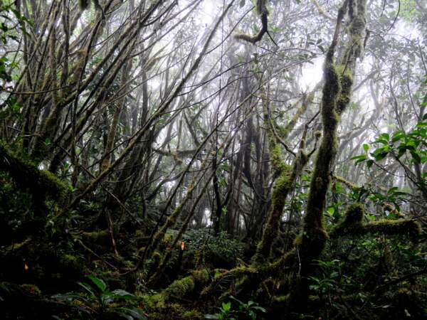 La Forêt primaire du volcan Maderas
