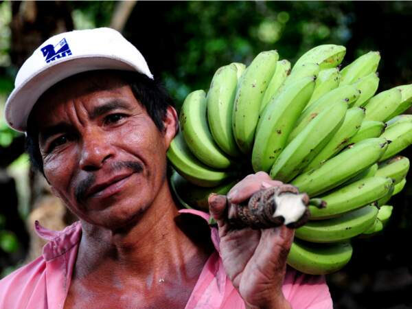 La récolte du régime de bananes