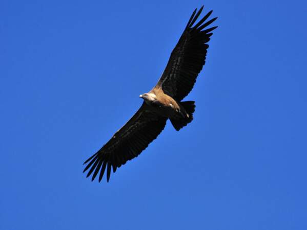 Un vautour plane à la recherche de nourriture dans la vallée de la Gela (Pyrénées).
