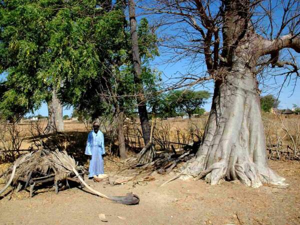 Le baobab de Léopold Sédar Senghor 