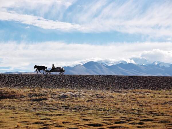 Charrette, près de Tingri, Tibet