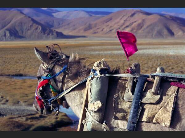 Cheval, près de Tingri, Tibet 