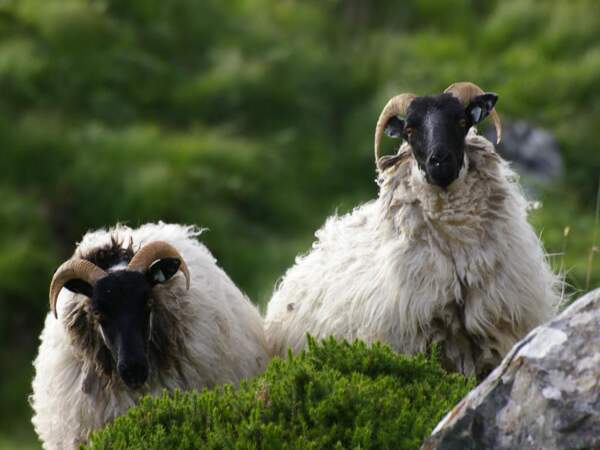 Des moutons à tête noire dans le Connemara, en Irlande