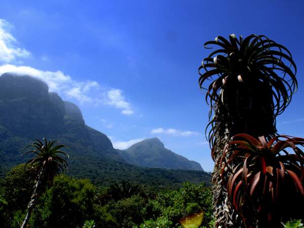 Jardin botanique national de Kirstenbosch, banlieue de Cape Town, province du Cap-Occidental, Afrique du Sud