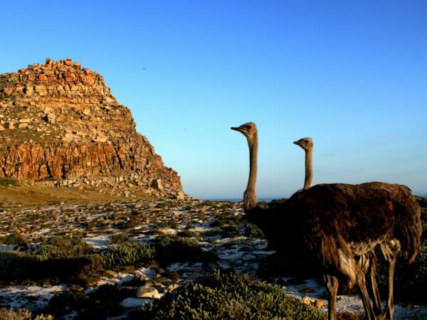 Table Mountain National Park, réserve du cap de Bonne-Espérance, province du Cap-Occidental, Afrique du Sud