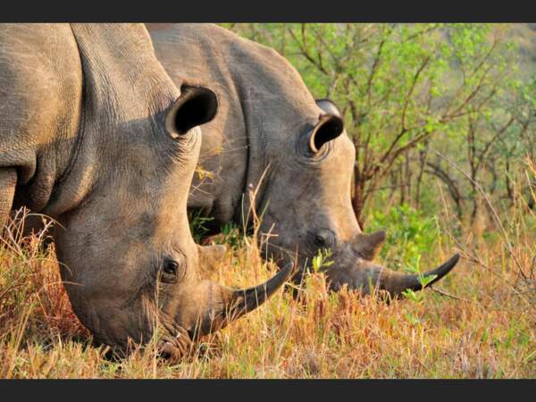 Rhinocéros dans le parc Hluhluwe, Afrique du Sud