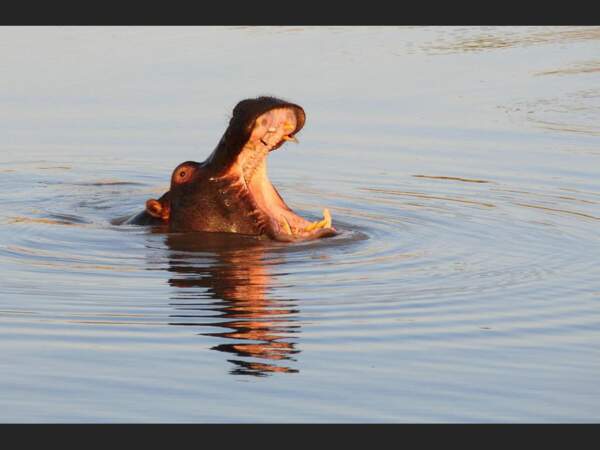 Hippopotame dans la réserve de Kapama, en Afrique du Sud