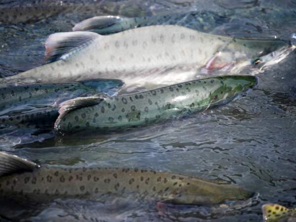 Banc de saumons dans une rivière de l’Alaska, aux Etats-Unis