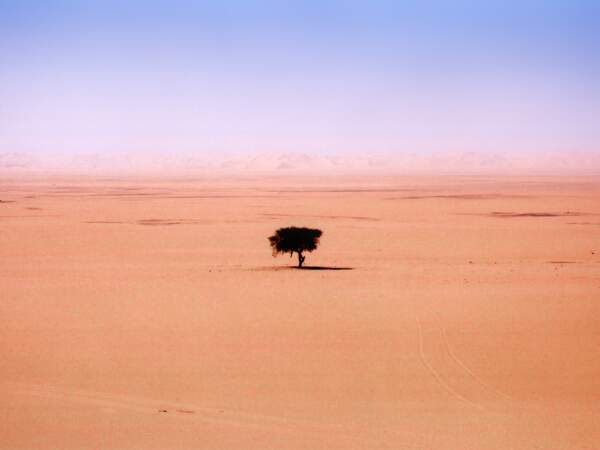 Arbre au milieu du désert, Algérie