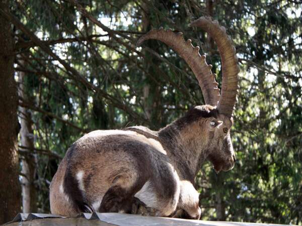 Un capra ibex dans les hauteurs de Chamonix