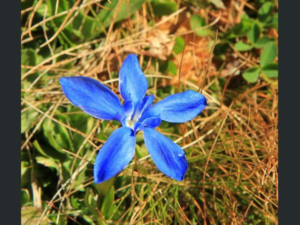 Une gentiane, fleur typique de la région, dans le Queyras (Hautes-Alpes, France).