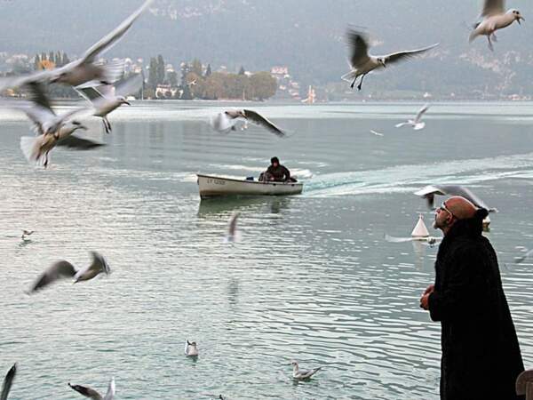 Des oiseaux se pressent autour d'un homme au bord du Lac d'Annecy (France)