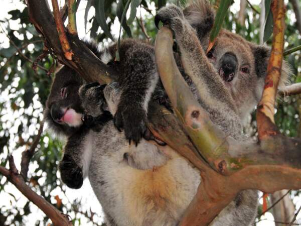 La « Koala Forest » sur Kangaroo Island, en Australie