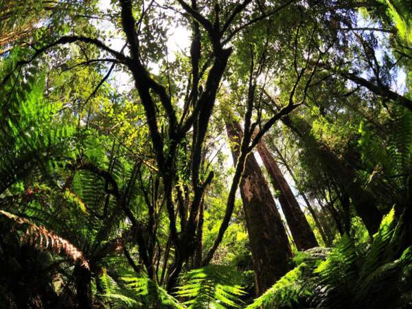 Forêt d’eucalyptus et de fougères dans le parc d’Otway, en Australie