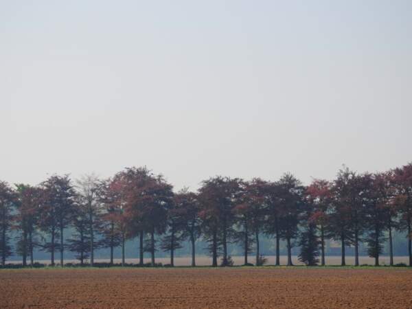 Alignement d’arbres dans l’arrière pays de Middelkerke, en Belgique