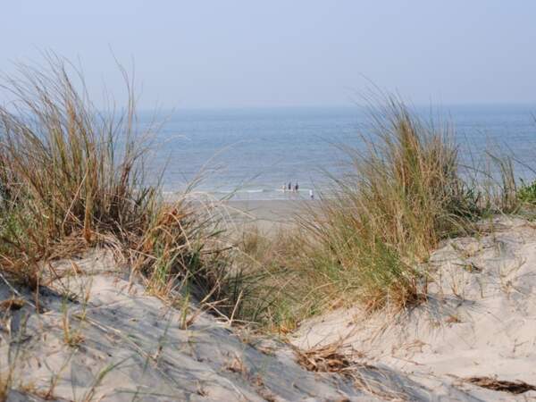 Dunes sauvages sur la plage de Middelkerke, en Belgique