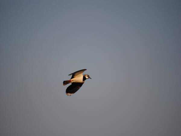 Un oiseau libre dans le ciel de Middelkerke, en Belgique