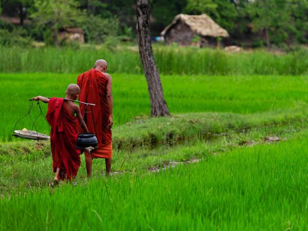 Moine dans une rizière de Birmanie