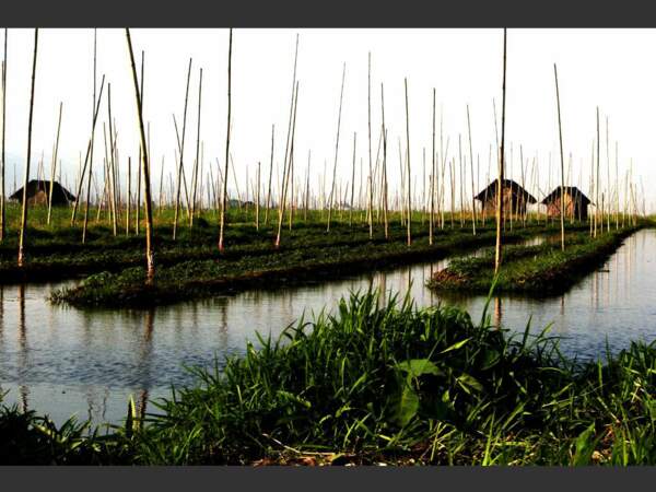Les potagers flottants du lac Inle sont cultivés par les Intha, dans l’Etat Shan, en Birmanie.