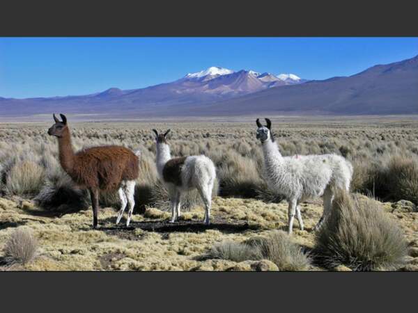 Lamas et alpagas vivent dans le parc national du Sajama, en Bolivie.